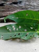 a leaf with holes on it sitting on a concrete surface photo