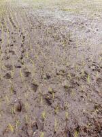 rice plants growing in a muddy field photo