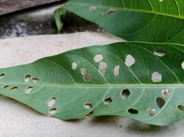 a leaf with holes on it is sitting on a stone photo