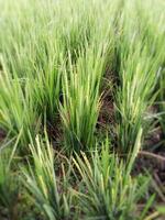 a field of green rice plants in a field photo