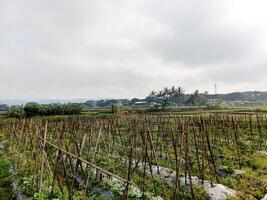 a field of green plants with a fence around it photo