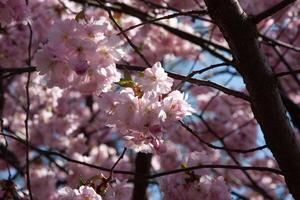 A lot of neat pink cherry blossoms on one branch against the background of a cherry tree, branches and other inflorescences and the sky, Flora pattern texture, Nature floral background. photo