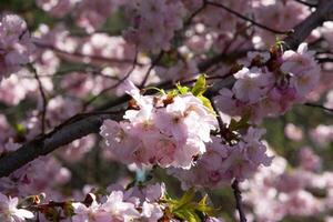 Selective focus of beautiful branches of pink Cherry blossoms on the tree against pink flower, Beautiful Sakura flowers during spring season in the park, Flora pattern texture, Nature background. photo