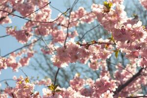 Branches of blossoming cherry macro with soft focus on gentle blue sky background in sunlight with copy space Beautiful floral image of spring nature. Delicate glowing pink color on sakura petals photo
