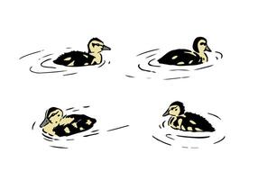 Duckling illustration. Set of a little wild ducklings swimming in the water. Young Mallard duck graphic sketch drawing for design materials vector