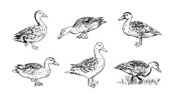 Walking ducks set. Hand-drawn realistic mallard duck illustration. Marker sketch of a wild duck in motion isolated on white background vector