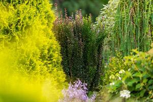 Lush Garden Pathway Surrounded by Vibrant Greenery and Flowering Plants in a Tranquil Setting photo