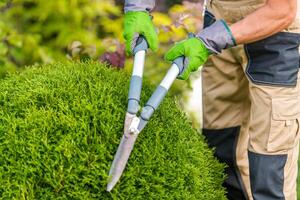 Gardener Pruning a Lush Green Shrub in a Sunny Outdoor Setting on a Lovely Day photo