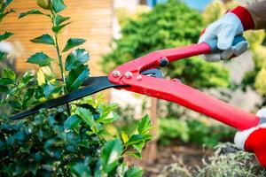 Gardener Uses Pruning Shears to Trim Hedges in a Bright Garden During a Sunny Day, Showcasing Diligent Landscaping Work and Vibrant Green Foliage photo