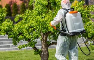 Gardener Applies Pesticide to Fruit Tree in Backyard Garden During Sunny Afternoon photo