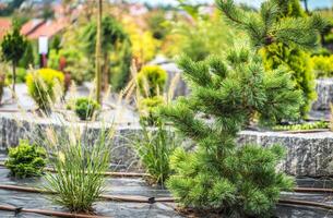 Exploration of a Landscaped Garden Featuring Various Plants and Decorative Grass Under Clear Skies in a Serene Environment photo