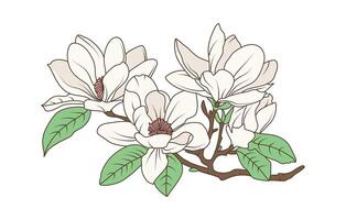 Magnolia flower branch drawing with line art in botanical style for floral nature illustrations and print design vector