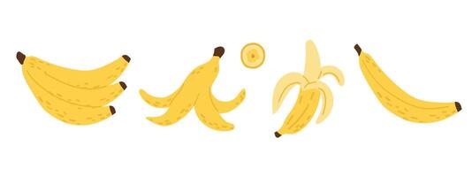 Hand drawn banana set. Simple drawing of whole, peeled bananas, sliced, chopped, empty peel vector