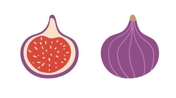 Fig ripe fruit. Set of two figs one whole and second halved. illustration isolated on white background vector