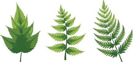 Green Fern Leaves in Various Arrangements on White Background for Botanical and Nature-Themed Designs and Projects vector