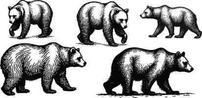 a Powerful Bear Silhouette in a Walking Pose, Symbolizing Strength, Wilderness, and Nature for Wildlife and Adventure Themes vector