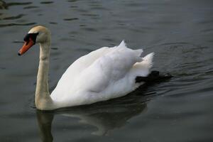 A white swan swimming in a lake at Martin Mere photo