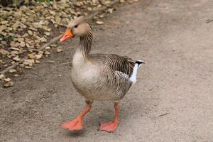 A duck walking on a paved road photo