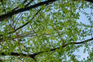 Blue sky with white clouds in a frame of spring tree crowns. View from the bottom of the treetops. Copy space. photo