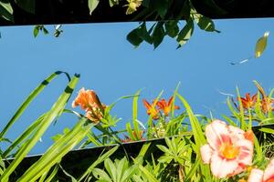 Orange Flowers and Sky Reflection in a Mirror. distressed texture.blurred foreground photo