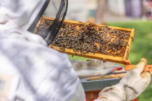 Beekeeper holding honeycomb frame covered with bees in apiary photo