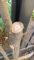 Cut Down a Tree Branch That Displays Fresh Growth in an Urban Environment for Context photo