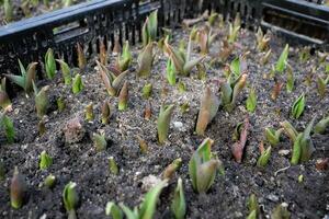 Growing early tulips in plastic boxes in a greenhouse photo