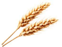 Two Ripe Wheat Stalks on Transparent Background Isolated Perfect For Design png