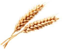 Two Ripe Wheat Ears Isolated on a Transparent Background for Design Project png