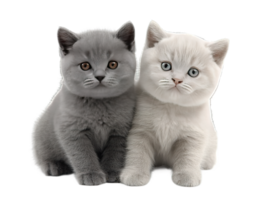 Two Cute Kittens Sitting Together on a Transparent Background Great for Design png