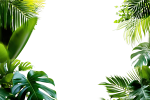 Exotic Tropical Leaves Frame Greenery Isolated On Transparent Background Design png