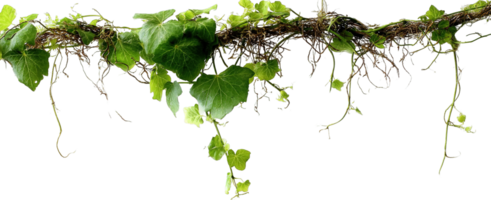 Grape Vine Plant with Leaves Isolated on Transparent Background for Compositing png