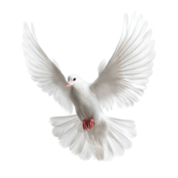Dove Soaring with Wings Spread Isolated on Transparent Background Beautiful Bird png