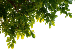 Green Leaves Transparent Isolated Background for Photo Editing and Design Usage png