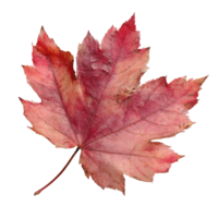 Close Up Red Maple Leaf Isolated On Black Background With Clipping Path Included png