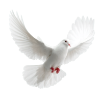 Isolated Dove in Flight with White Feathers on a Transparent Background Picture png