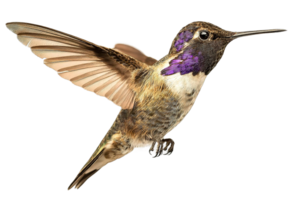 Isolated Hummingbird on Transparent Background Artistic Rendering With Delicate Feather Detail png