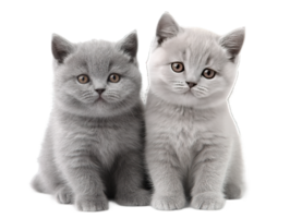 Two Adorable Kittens Sitting Side by Side with Transparent Background Isolated Image png