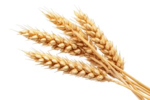Golden Wheat Stalks on Transparent Background Isolated Closeup Macro Transparent Background png