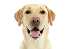 Smiling Labrador Retriever with Transparent Background Close Up Portrait Isolated Image png