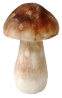 Isolated Edible Mushroom Image in Transparent Background Great for Design Projects png