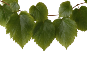 Fresh Green Grape Leaves with Transparent Background Isolated for Graphic Design Projects png