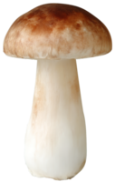 A Single Mushroom Fresh and Natural with a Transparent Isolated Background png