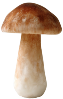 Isolated Boletus Edulis Mushroom on Transparent Background with Neutral Colors and Detail png