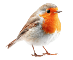 European Robin Bird with Transparent Background Cutout Isolated Image Stock Photo png