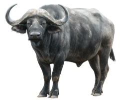 Isolated African Buffalo Image in Format on Transparent Background for Editing Purposes png
