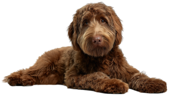Brown Labradoodle Dog Lying Down Isolated on a Transparent Background Design png