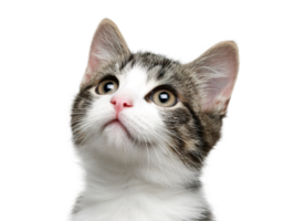A Cute Tabby Cat Looking Upwards on an Isolated Transparent Background png