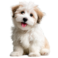 Adorable White and Brown Puppy on Transparent Background in High Quality Photo Realistic Rendering png