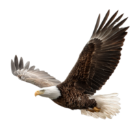 Majestic Bald Eagle in Flight Soaring with Brown and White Feathers Isolated on Transparent Background png